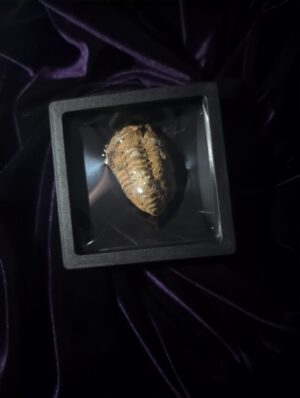 Trilobite