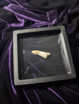 Spinosaurus tooth (singular)