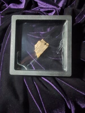 Edmontosaurus femur fragments