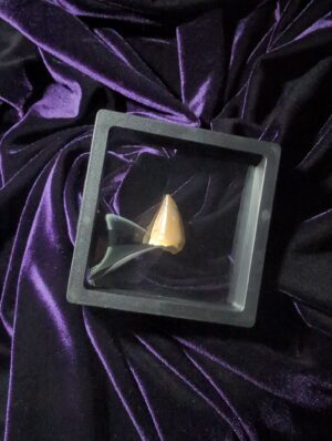 Mosasaurus tooth (singular)