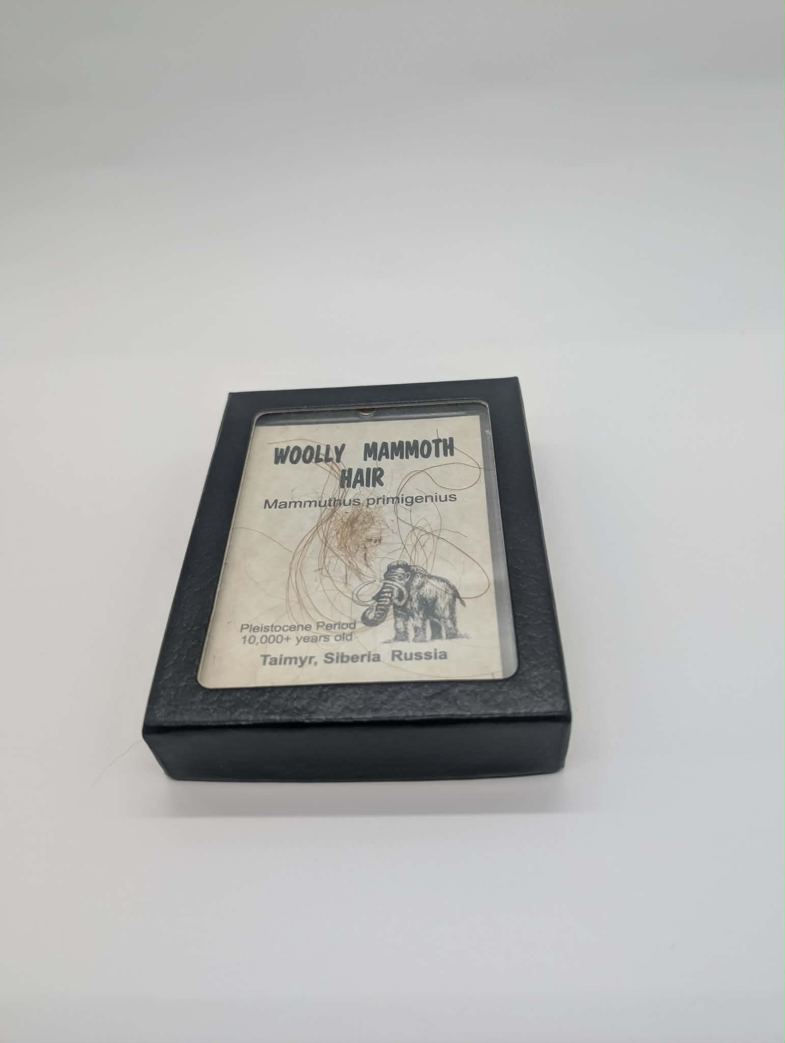 Authentic Wooly Mammoth Hair