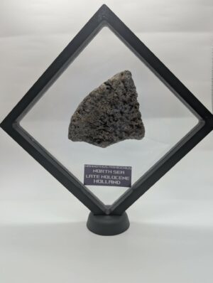 Authentic Mammoth Bone
