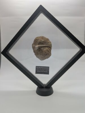 Elasmosaurus Tooth in Matrix